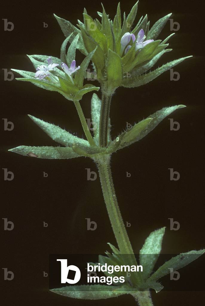 Sherardia arvensis/Rubeole/Field Sherardie/Feld Madder