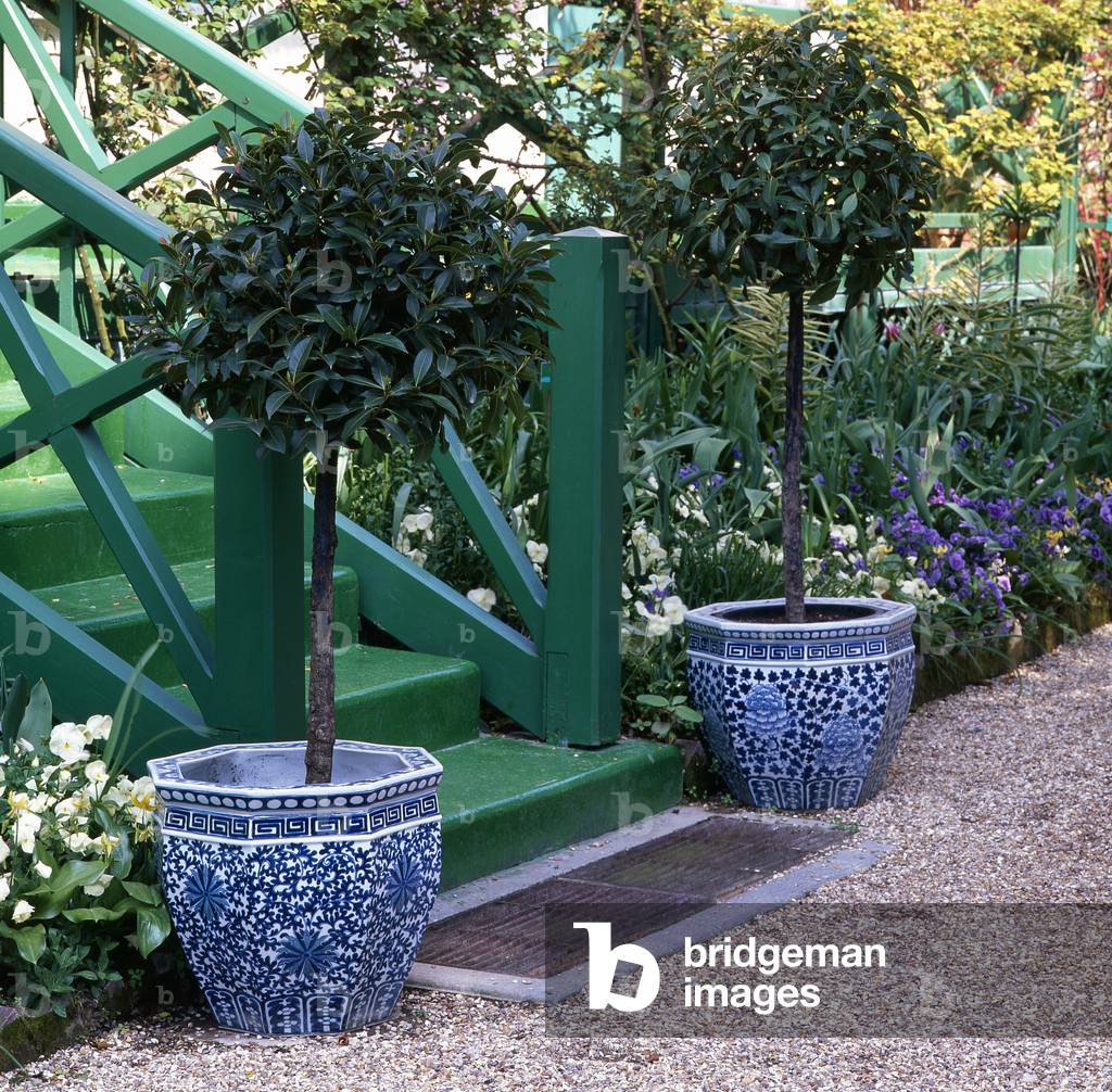 Laurus nobilis/Noble laurel/Laurier sauce/Bay Laurel