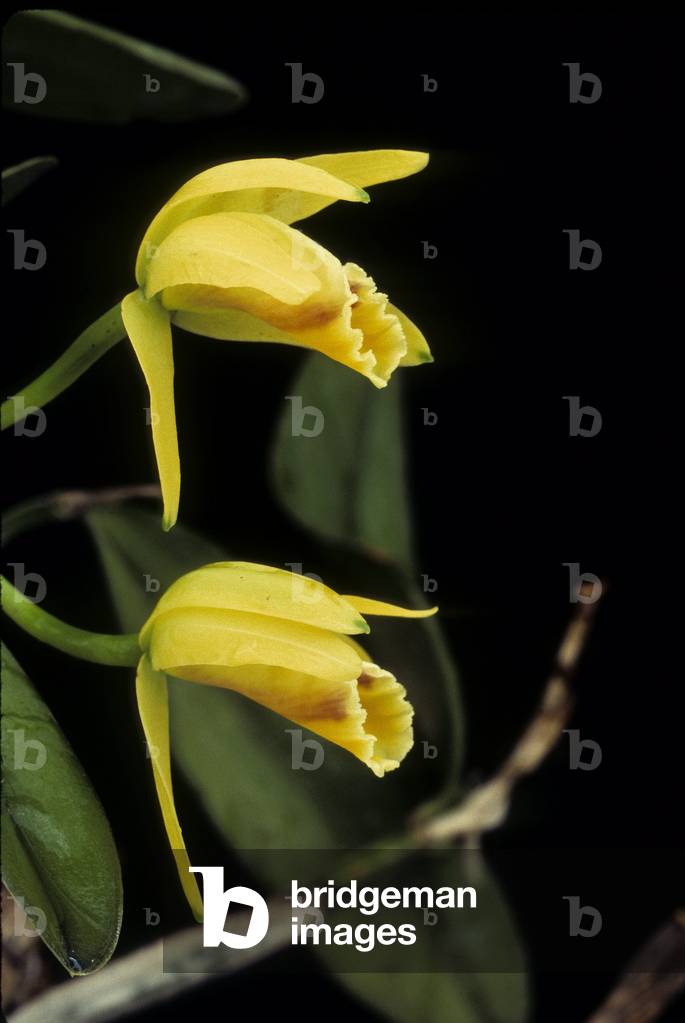 Cattleya luteola