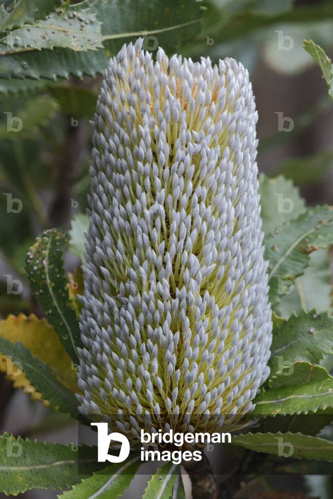 Banksia serrata/Old Man Serrata