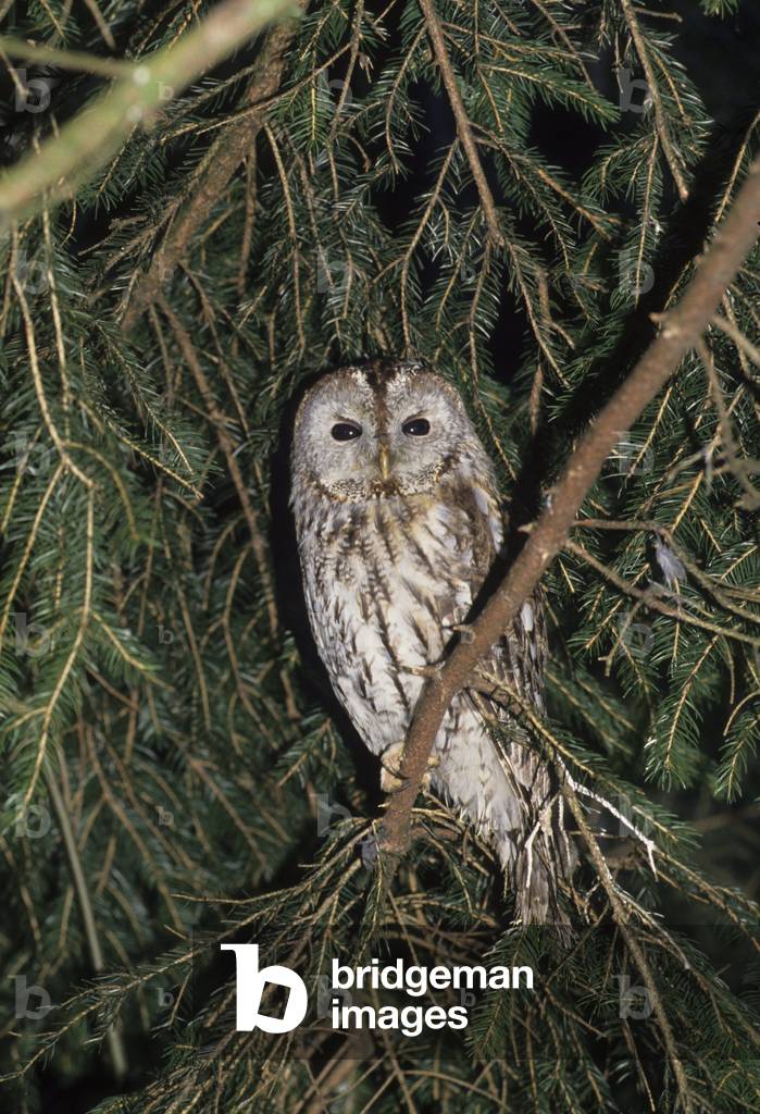 Strix aluco/Hulotte Owl/Tawny Owl