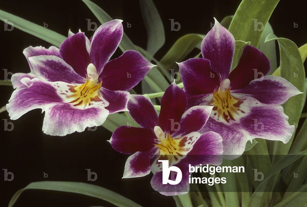 Miltoniopsis x/Miltonia lyceana 'Stamperland'