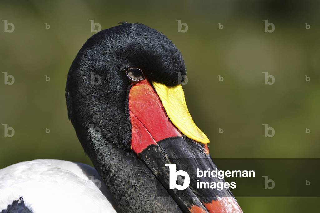 Ephippiorhynchus senegalensis/Jabiru du Senegal/Saddle Billed Stork