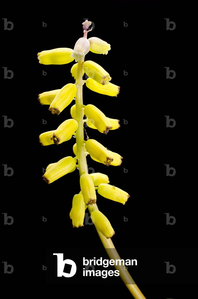 Muscari macrocarpum/Muscari moschatum var. flavum/Muscari 'Golden Fragrance'