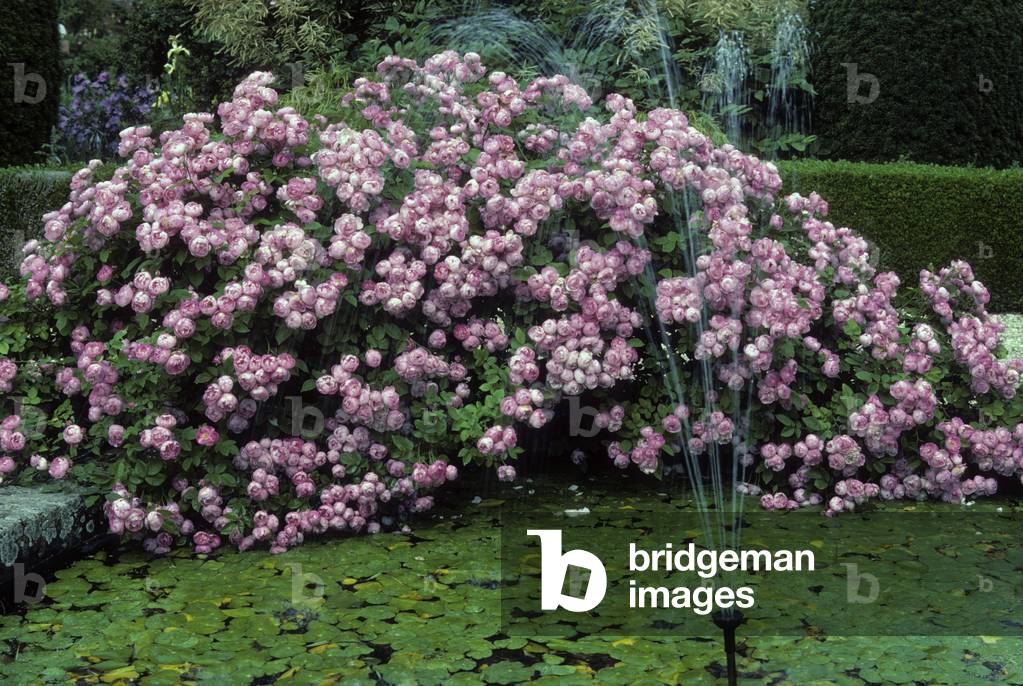 Rosa x/Pink 'Raubritter'