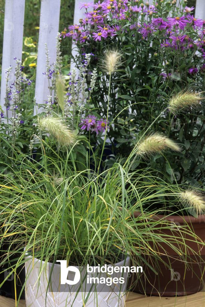 Pennisetum villosum