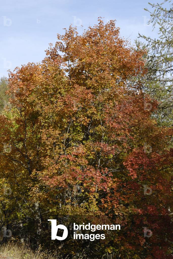 Acer Opalus/Acero d'oliva/Acero italiano