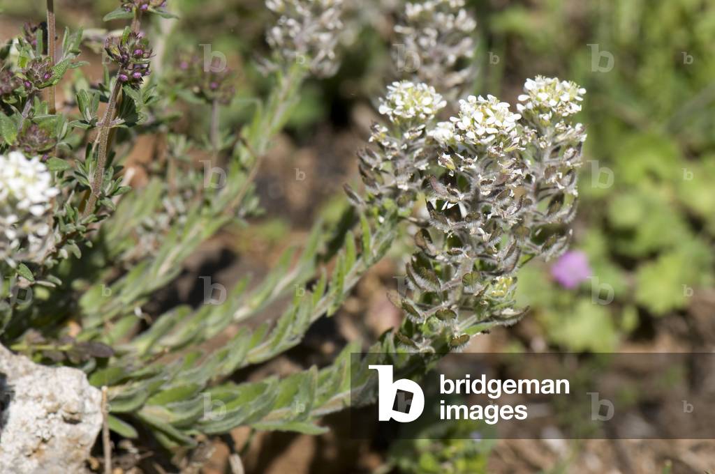 Lepidium hirtum/Passerage herissee
