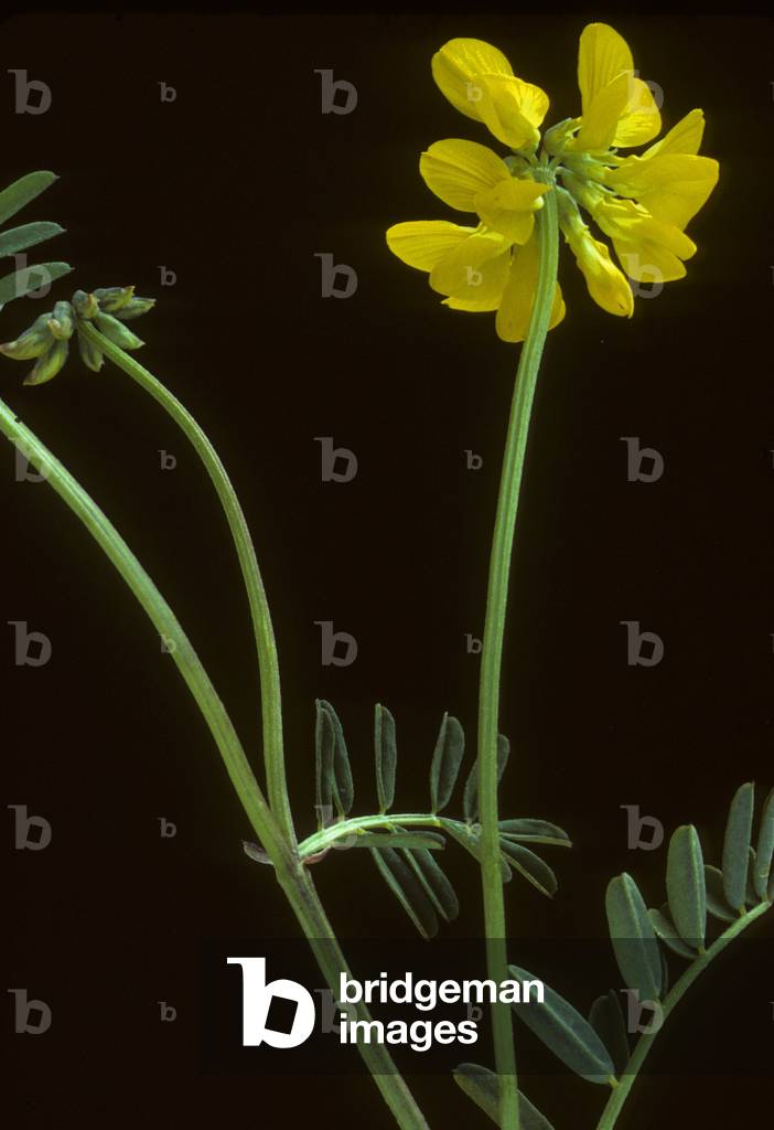 Hippocrepis comosa/Hippocrepis a toupet/Hippocrepides/Pferdeschuh