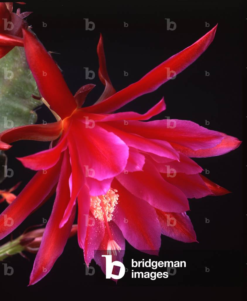 Epiphyllum x/Orchid Cactus 'Professor Ebert'