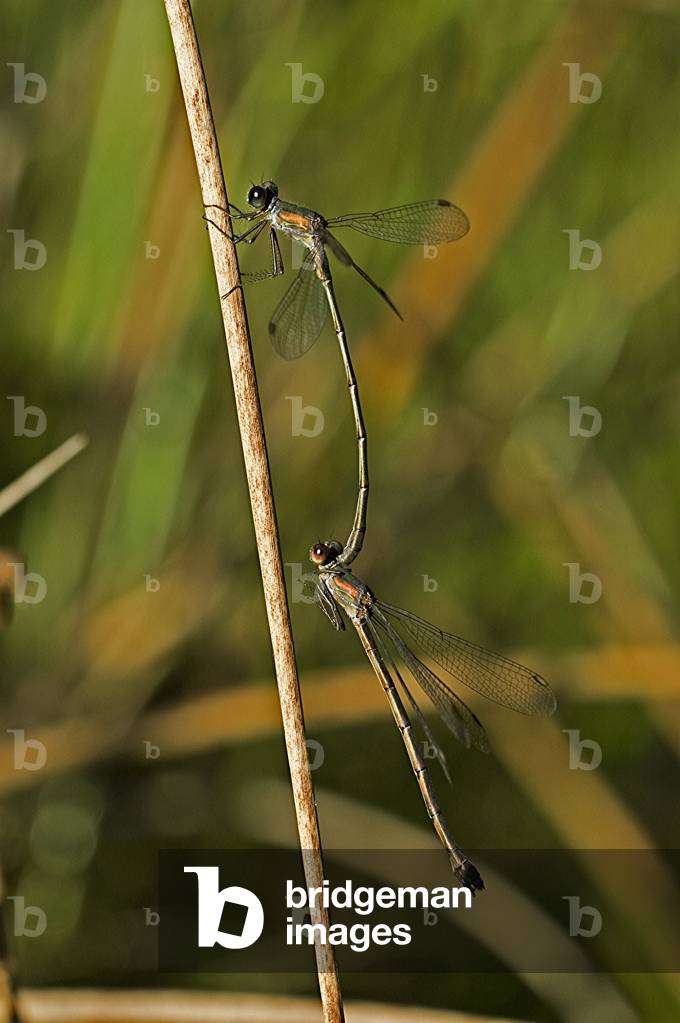 Leste viridis/Leste green