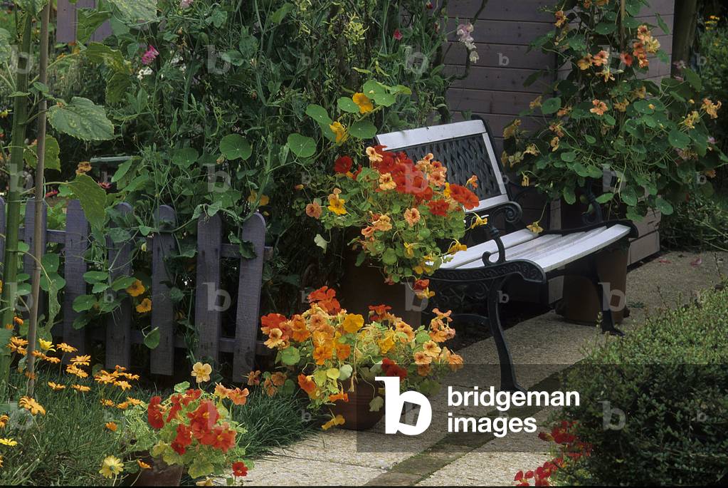 Tropaeolum majus/Capucine Apricot, Tip Top, Alaska