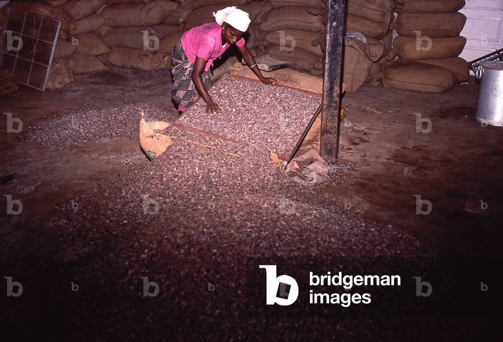 Chocolate/Theobroma cocoa/Coacaoyer/Sorting of feves/Senegal