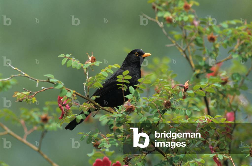 Turdus merula/Blackbird/Blackbird/Male