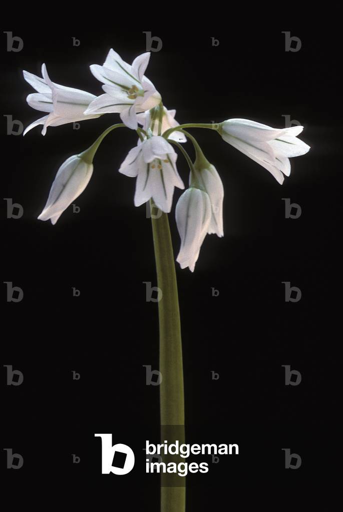 Allium triquetrum/Garlic with three angles