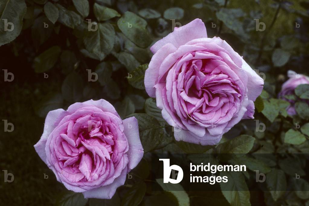 Rosa x/Pink 'Tino Rossii'