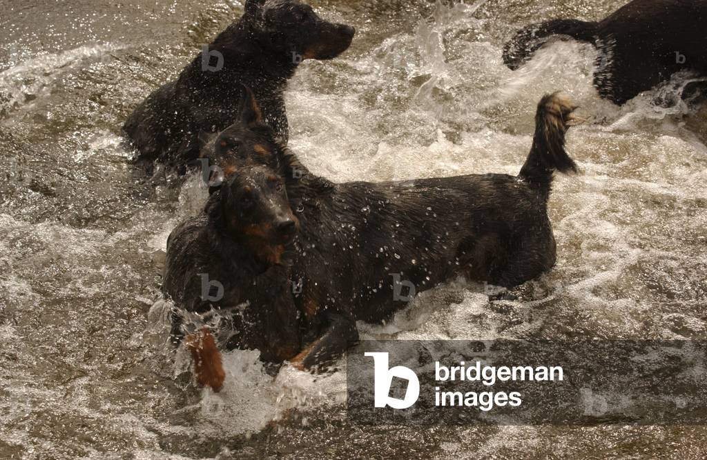 Dog/Breed: Beauceron