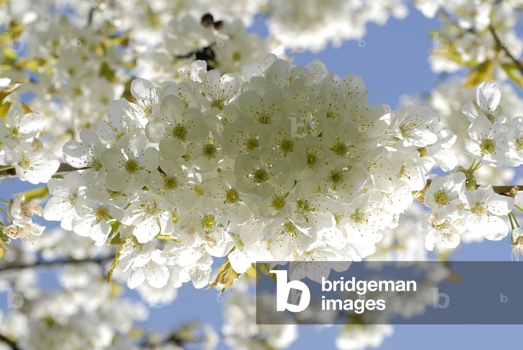 Prunus x avium/Cherry Tree