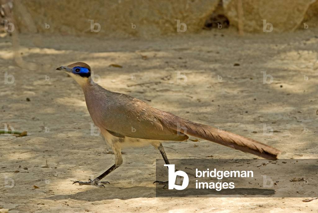 Gigas coua