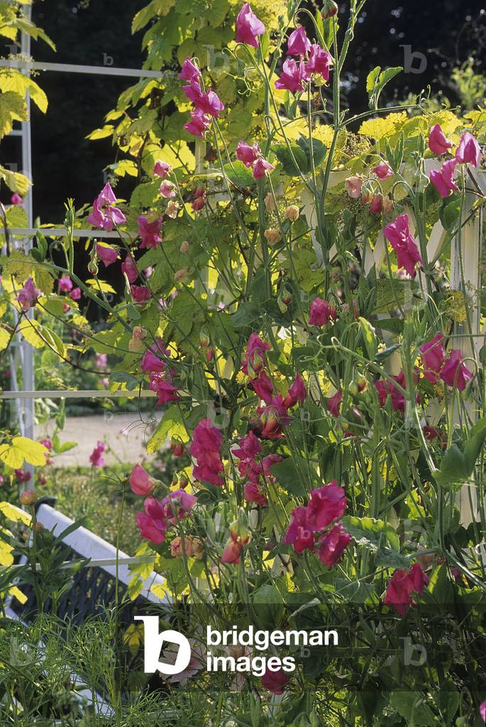Spencer 'Pearl's Buck' Lathyrus odoratus