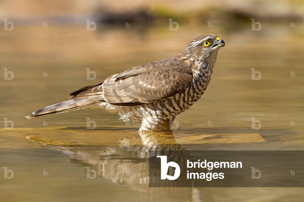 Accipiter nisus/European Sparrowhawk/Eurasian Sparrowhawk/Northern Sparrowhawk/female