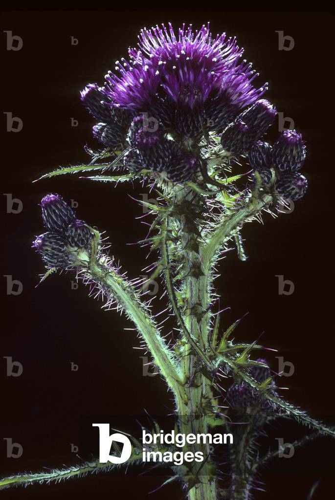 Carduus carlinoides/False carline thistle