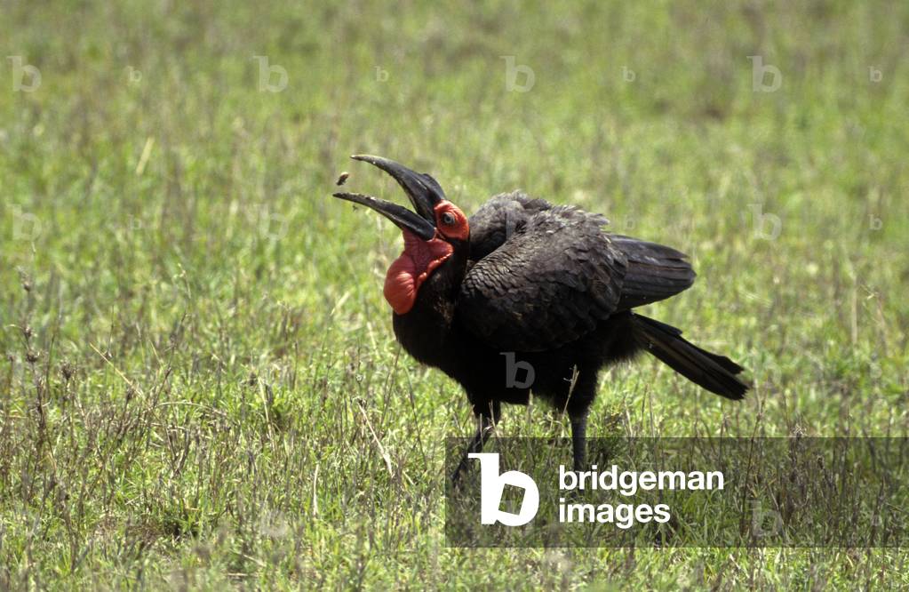 Bucorvus leadbeateri/Grand calao terrestrial/Southern Bucorve/Southern Ground Hornbill