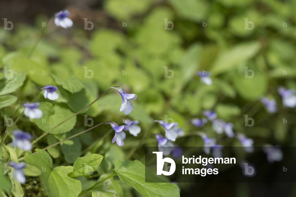 Pinguicula vulgaris/Common Grassette/Goose's tongue