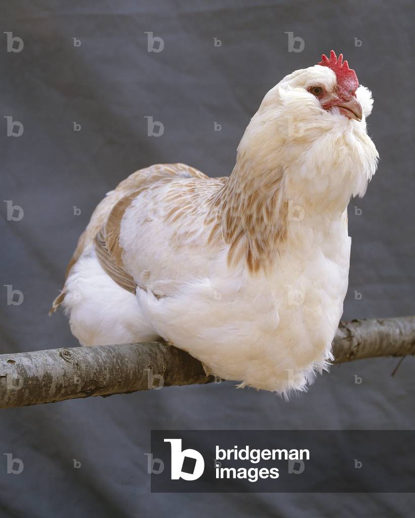 Hen/Breed: Light Faverolle