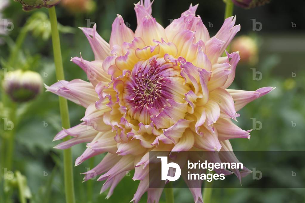 Dahlia x/Dahlia 'Cyril Higgo'