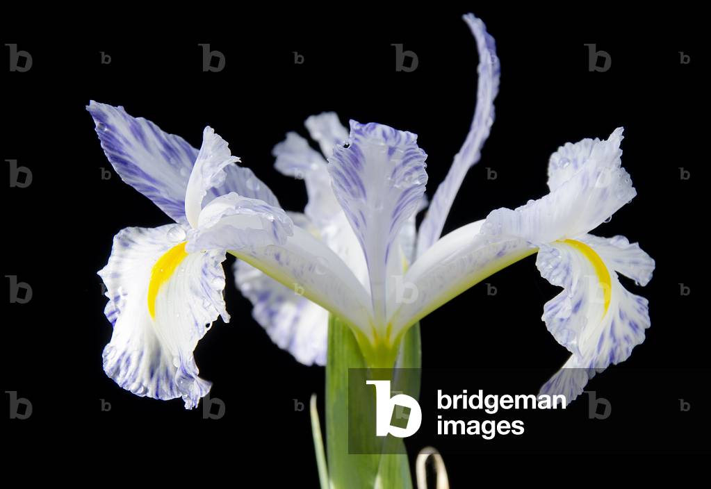 Iris ixiphium/Iris de Hollande 'Delft Blue'