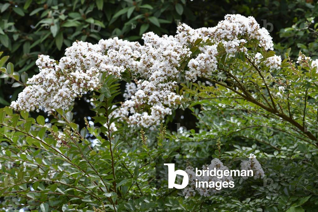 Lagerstroemia x/Lilac des Indes 'Little Canaille Blanc'