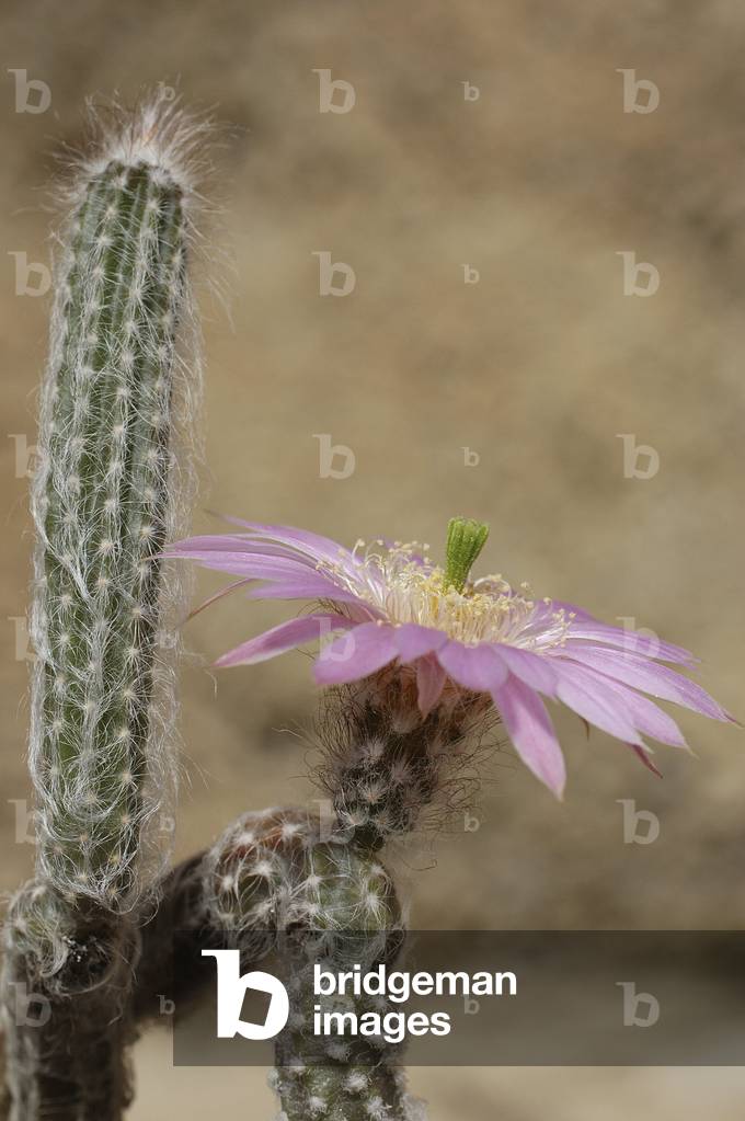 Echinocereus schmollii