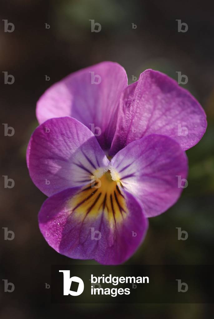 Viola x wittrockiana/Pensee/Pansy