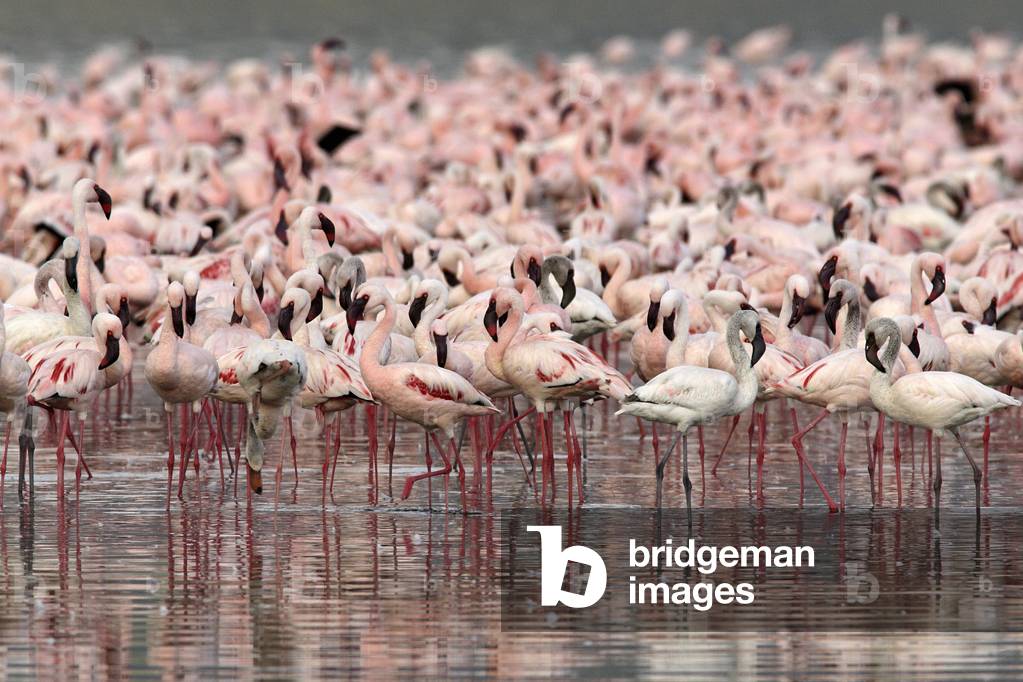 Phoeniconaias minor/Dwarf flamingos/Lesser flamingo