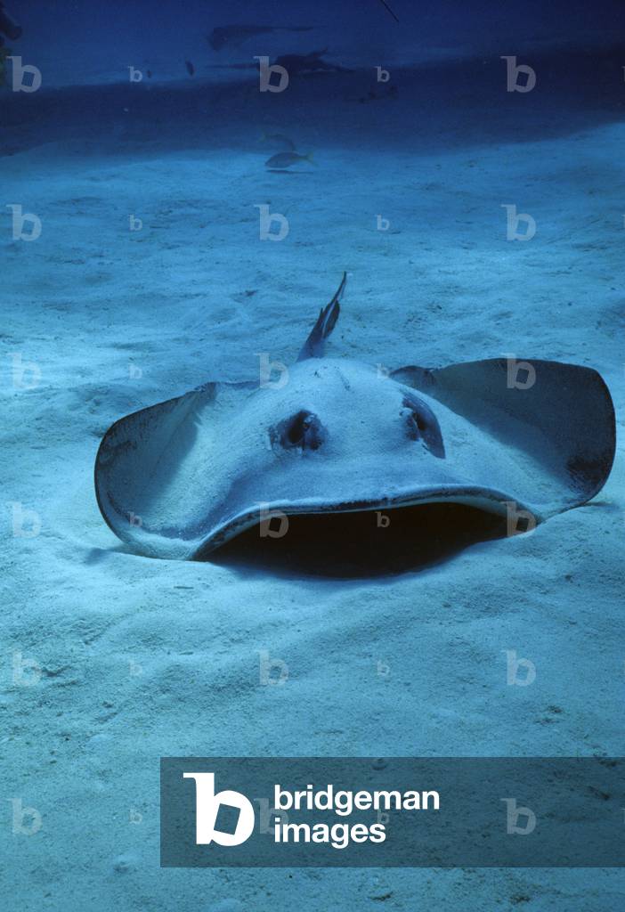 Dasyatis pastinaca/Skate