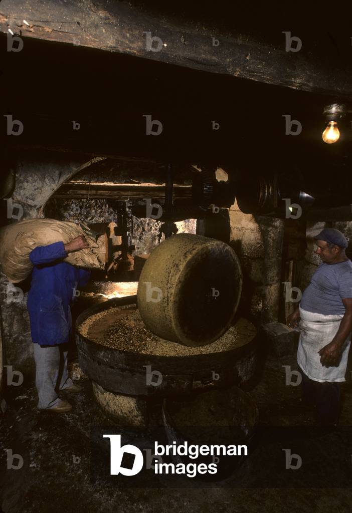 Walnut press/Walnut oil/Juglans regia