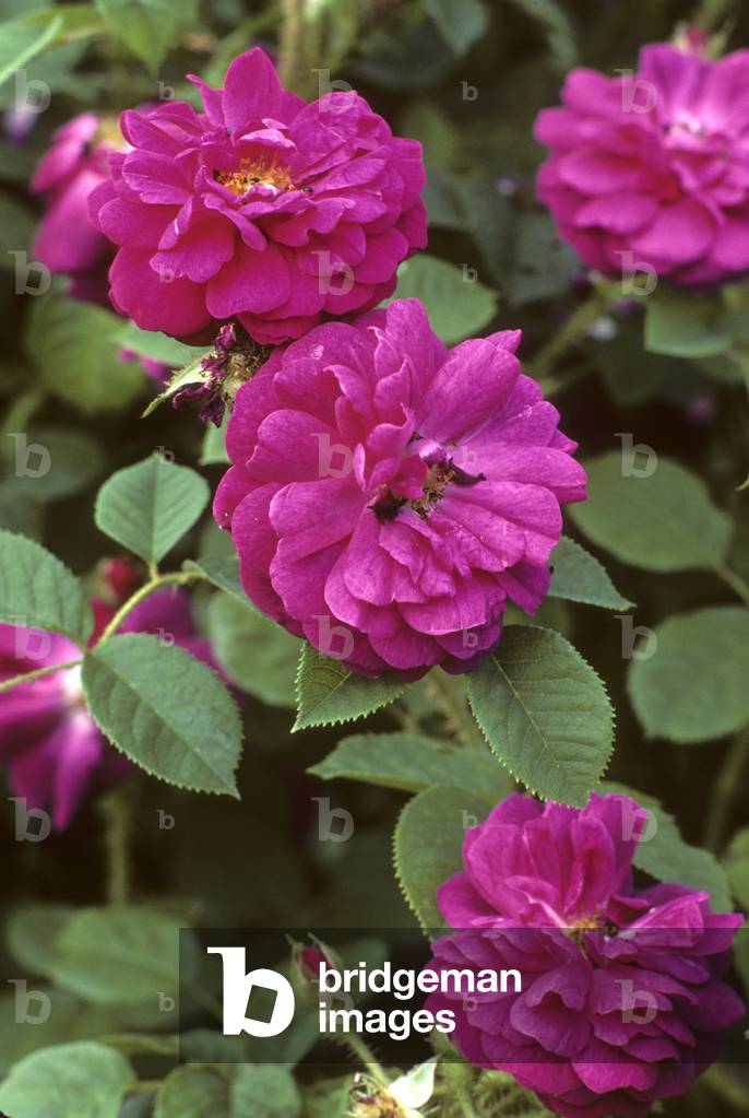 Pink x/Pink 'Henry Martin'/Pink 'Red Moss'