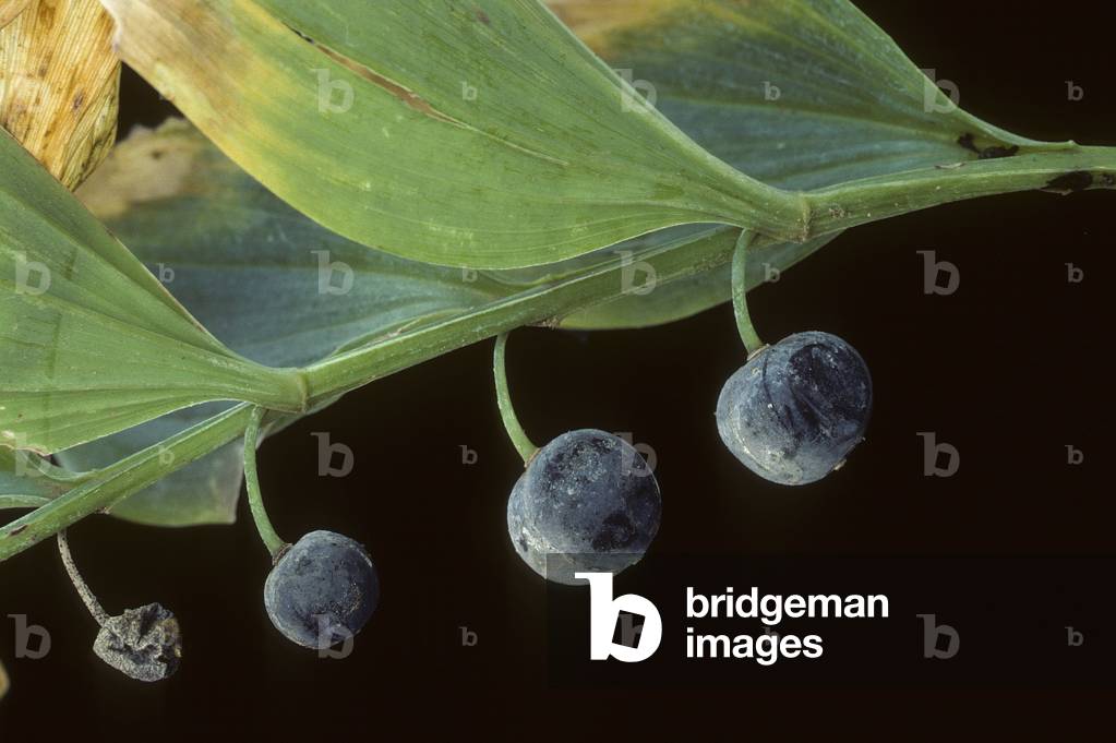 Polygonatum odoratum/Polygonatum vulgare/Solomon Seal/Odorant Solomon Seal/Angled Solomon's Seal