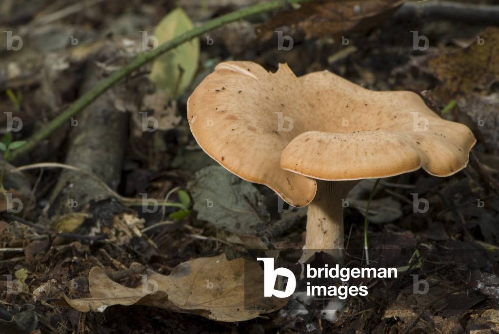 Lepista inversa/Inverse Clitocybe/Clitocybe returns