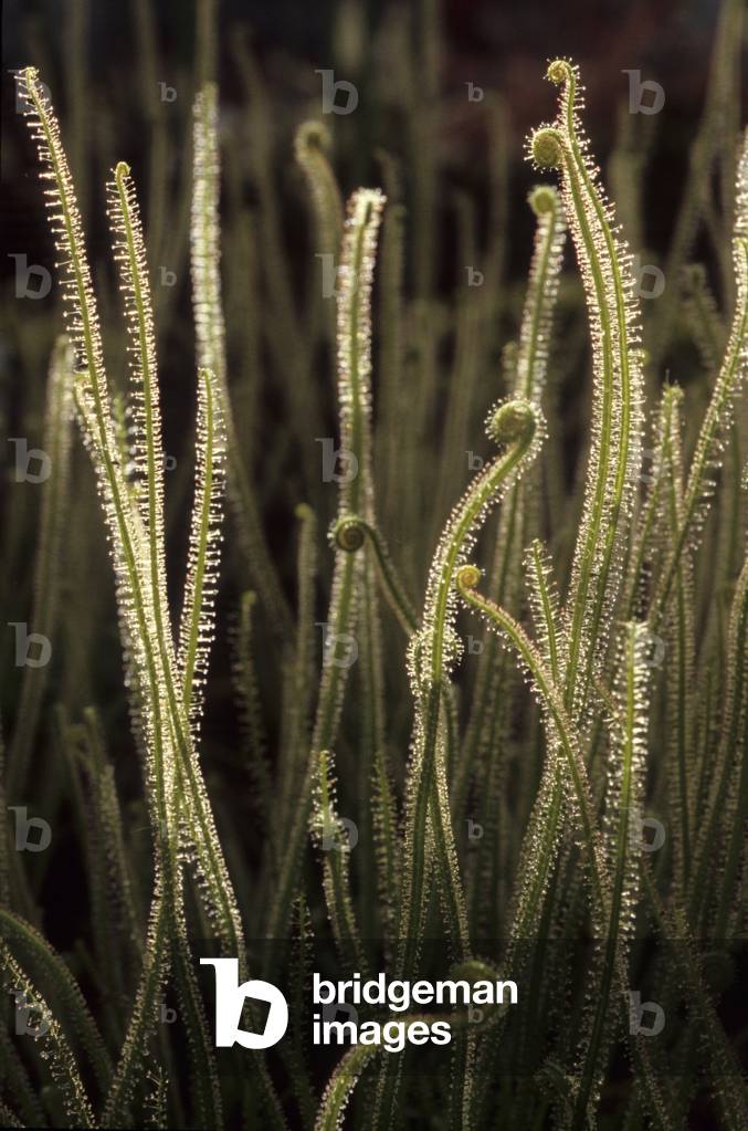 Threaded Drosera/Threaded Drosera/Threaded Rossolis