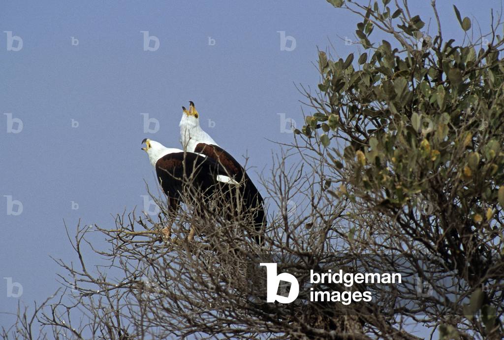 Haliaetus vocifer/African Eagle/parades