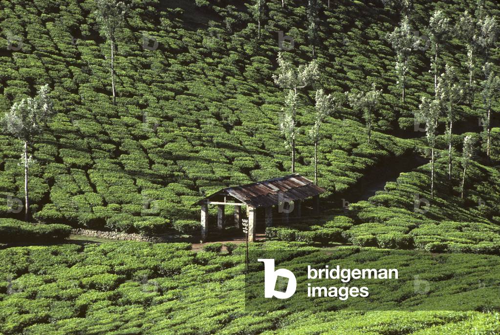 Camellia sinensis/Camellia theifera/Plantation of the/Tea