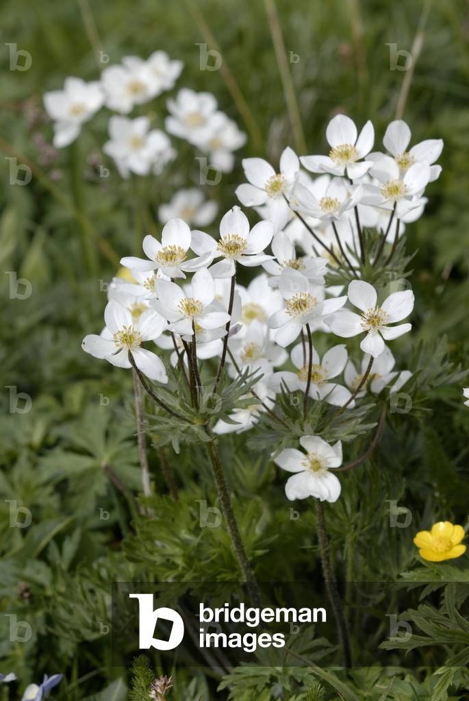 Anemone narcissiflora/Anemone with narcissus flower