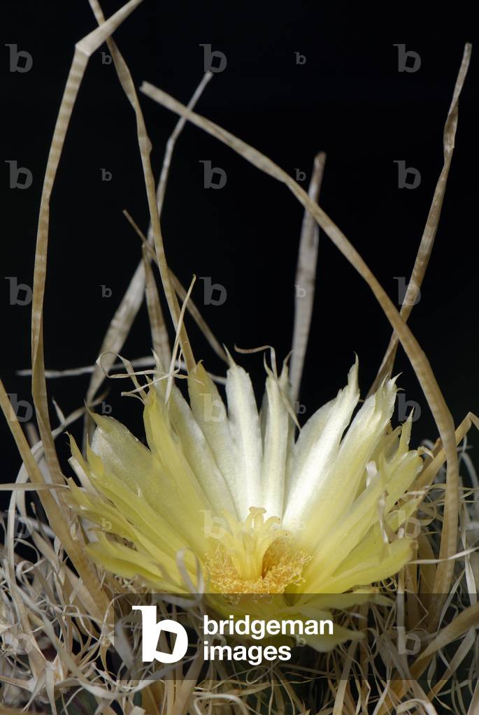 Leuchtenbergia principals