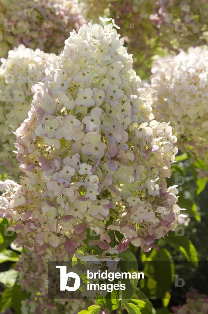 Ortensia Paniculata/Ortensia «Dollaro d'Argento»