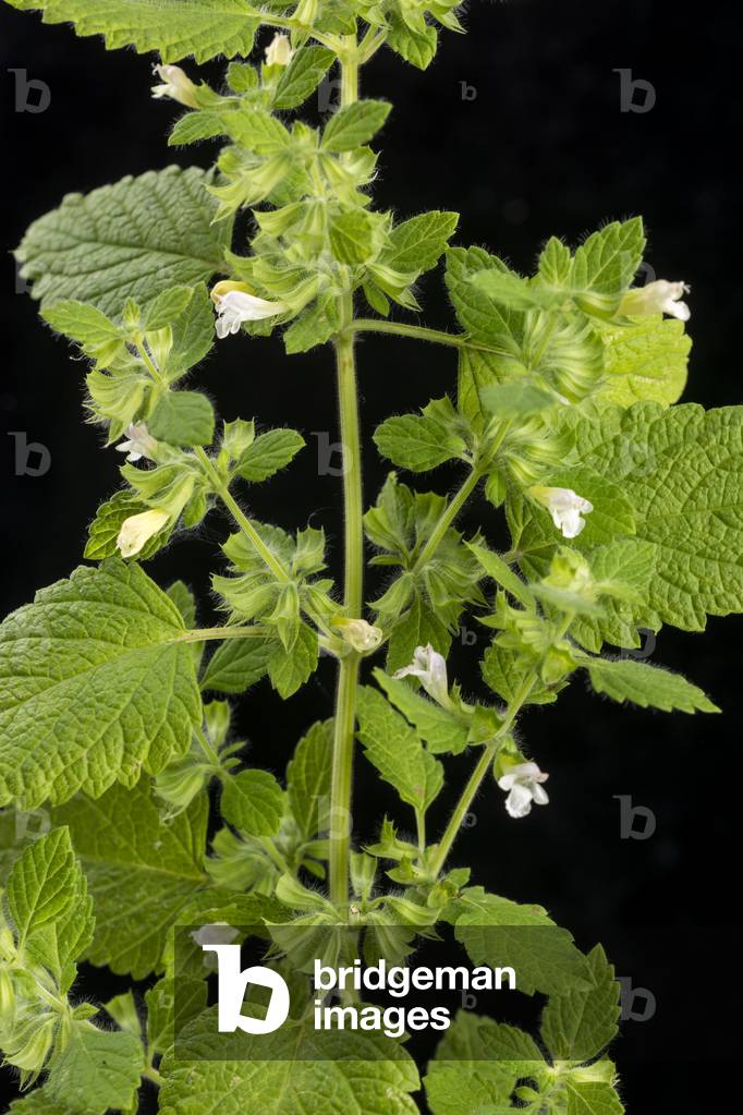 Melissa officinalis/Melisse officinale/Lemon Balm