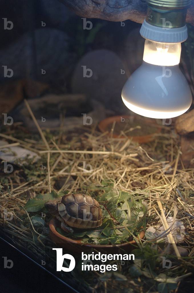 Testudo marginata/Marginee Turtle