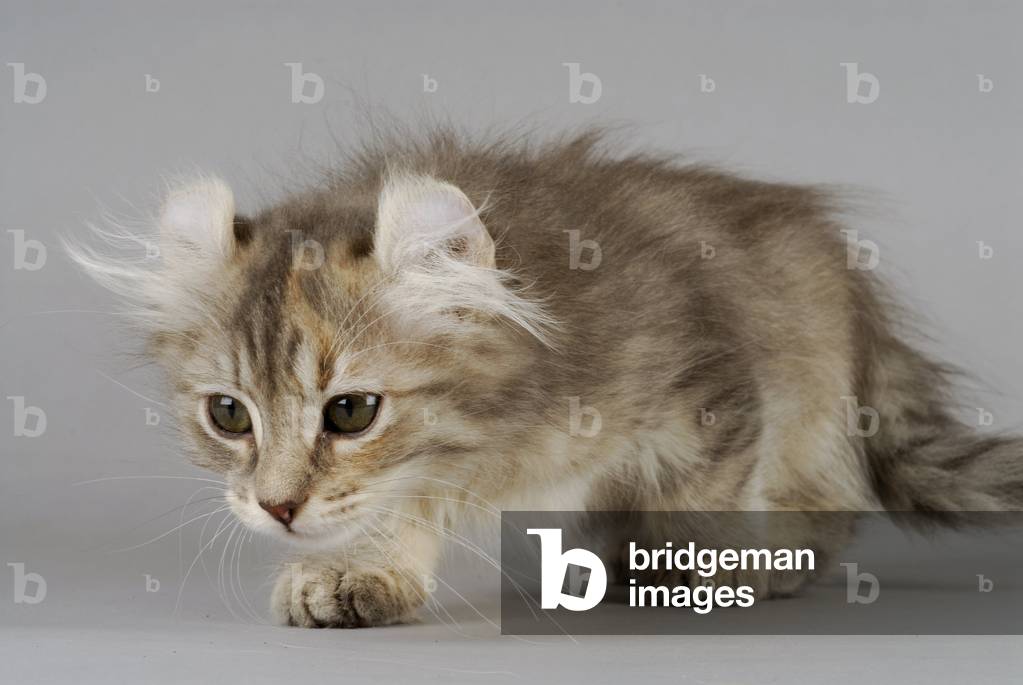 Cat/Kitten/Breed: American Curl Longhair/Name: Bastet de la Tender complicite - MANDATORY MENTS: L'Arche Feline