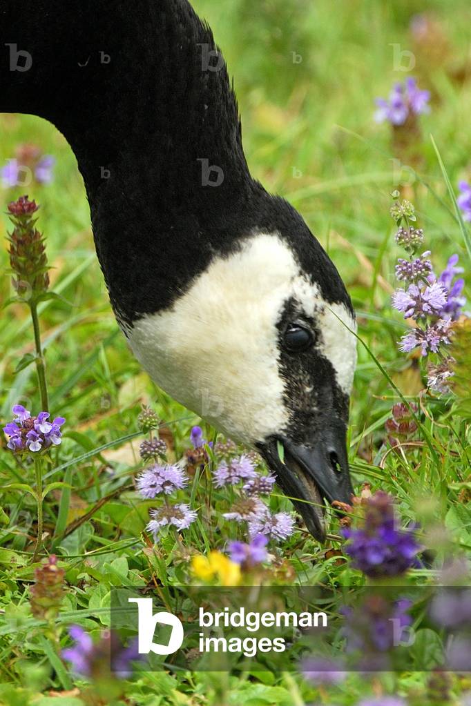 Branta leucopsis/Barnacle Goose/Barnacle Goose